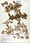 Vaccinium
