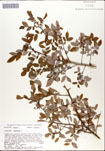 Vaccinium
