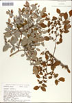 000046491-thumbnail.jpg