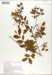 Vaccinium