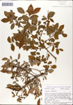 Vaccinium
