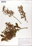 000046510-thumbnail.jpg