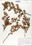 Vaccinium