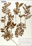 Vaccinium