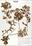 Vaccinium