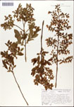 Vaccinium