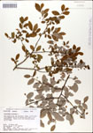 Vaccinium