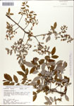 000046516-thumbnail.jpg
