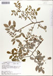 Vaccinium