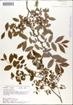 Vaccinium