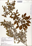 Vaccinium