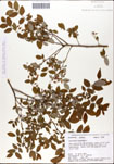 Vaccinium