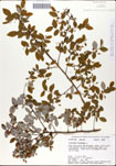 Vaccinium