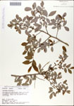 Vaccinium