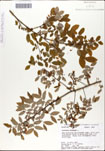 Vaccinium
