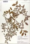 Vaccinium