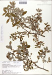 Vaccinium