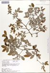 Vaccinium