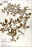Vaccinium