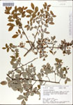 Vaccinium