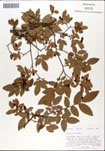 Vaccinium