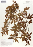 Vaccinium