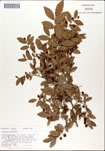 000046594-thumbnail.jpg