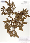 Vaccinium