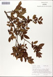 Vaccinium