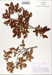 Vaccinium