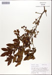 Vaccinium