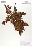 Vaccinium