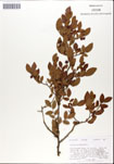 Vaccinium