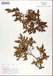 000046603-thumbnail.jpg