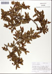 Vaccinium