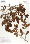 Vaccinium