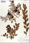 000046625-thumbnail.jpg