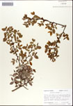 000046628-thumbnail.jpg