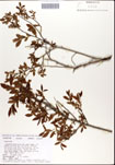 Vaccinium