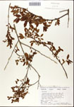 Vaccinium