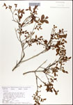 Vaccinium