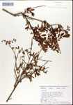 Vaccinium