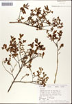 Vaccinium