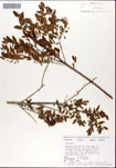 Vaccinium