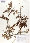 Vaccinium