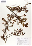 Vaccinium