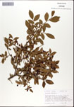 Vaccinium