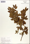 Vaccinium