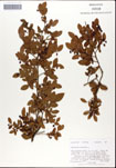 Vaccinium