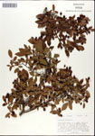 Vaccinium